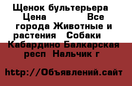 Щенок бультерьера › Цена ­ 35 000 - Все города Животные и растения » Собаки   . Кабардино-Балкарская респ.,Нальчик г.